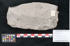 Foto (Objekt + Etikett) von Eucalyptus oceanica Unger (NHMW-GEO-2024-0188-8032)